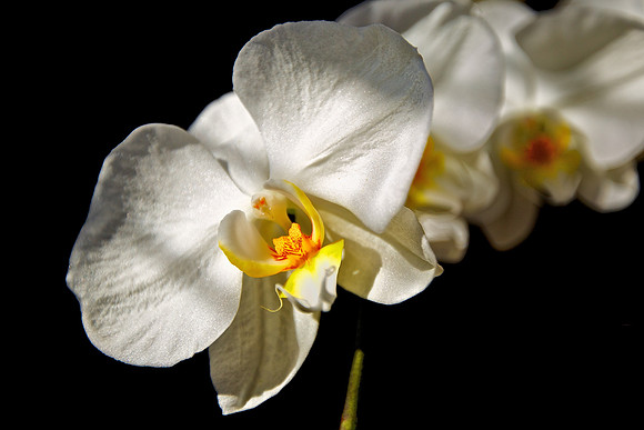 Andrea's and Brian's Orchid - 120510
