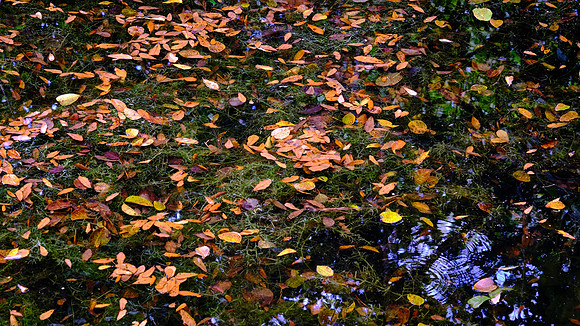 Mahogany Hammock, Everglades National Park