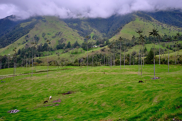 The Quindío wax palm trees are the tallest palms in the world and can grow up to 200 feet high.