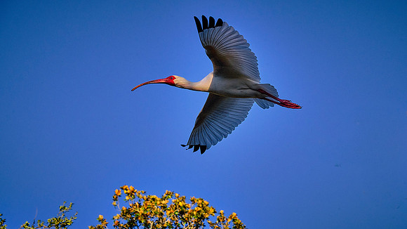White Ibis, Alligator Farm Zoological Park, St. Augustine, Florida