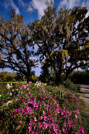 Magnolia Plantation, Charleston, SC