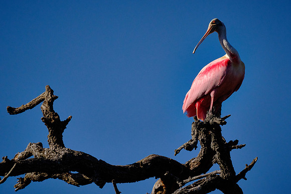 Roseate Spoonbill