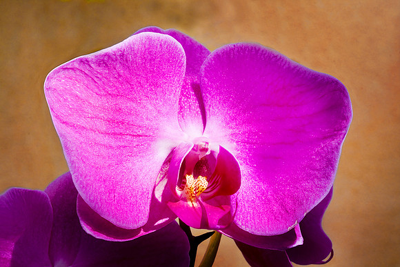Daniel Stowe Botanical Gardens
