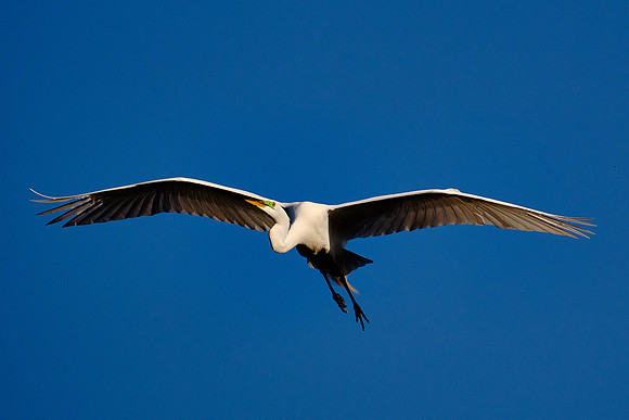 Great Egret