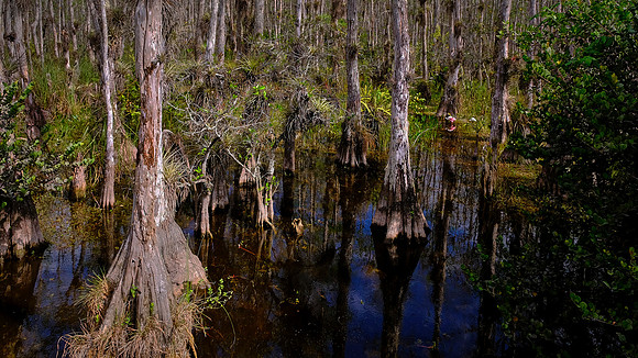 On the Loop Road in Big Cypress Swamp, Big Cypress National Preserve