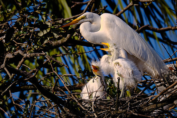 Great Egret