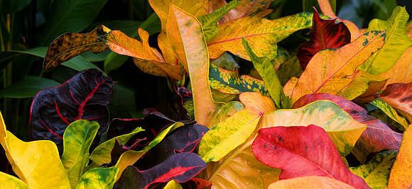 Daniel Stowe Botanical Gardens