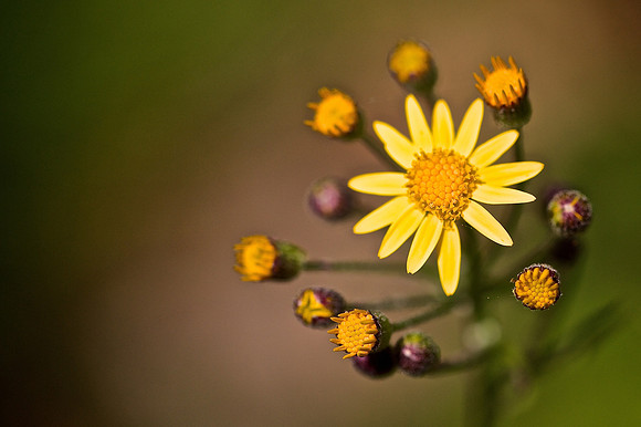 Yellow Ragwort (Jacobaea vulgarism)