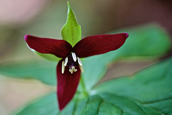 Red Trillium or Wake Robin (Trillium erectum)