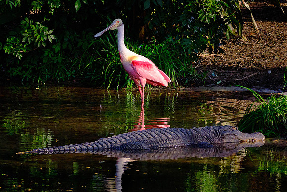 Roseate Spoonbill and friend