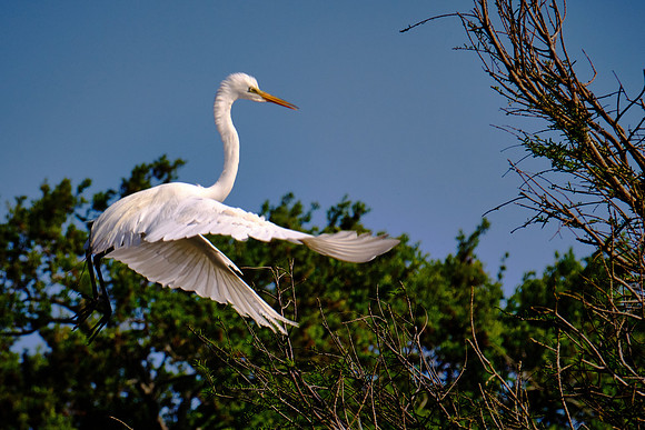 Great Egret
