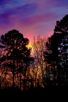 2025 Jan - My Backyard