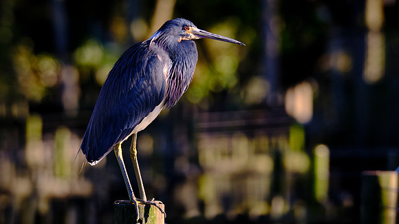 Tri-colored Heron, Alligator Farm Zoological Park, St. Augustine, Florida