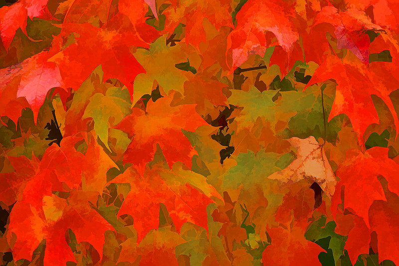 Lake Norman State Park - Fall Color