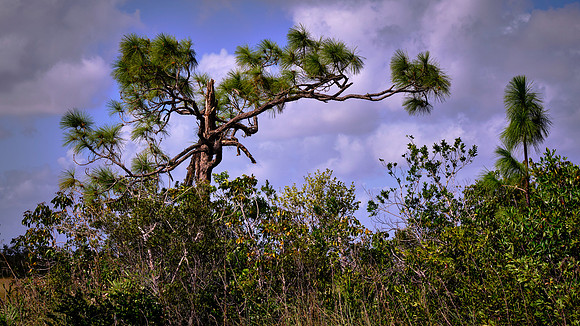 Mahogany Hammock, Everglades National Park