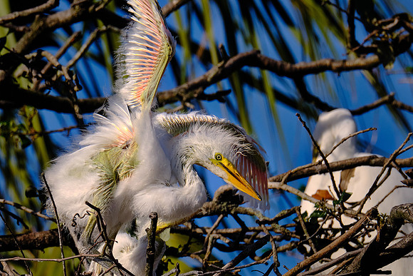 Great Egret