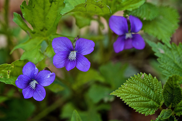 Blue Violet (Viola sororia)
