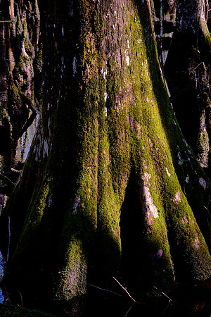 Francis Beidler Forest Audubon Center & Sanctuary