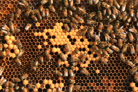 2012 May - Garner's Bees, Hague, VA