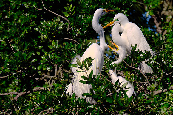 Great Egret