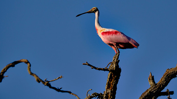 Roseate Spoonbill, Alligator Farm Zoological Park, St. Augustine, Florida