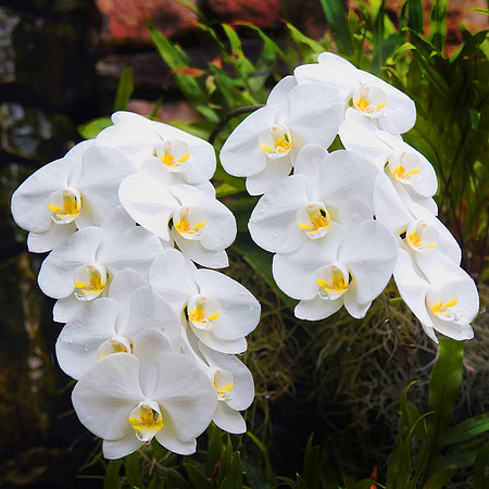Daniel Stowe Botanical Gardens