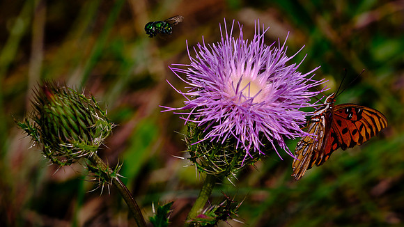 Green Hover fly and Gulf Fritillary butterfly on Purple Thistle, Mahogany Hammock, Everglades National Park