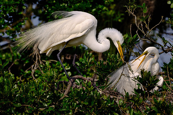 Great Egret