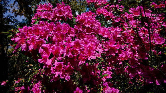 Magnolia Plantation, Charleston, SC