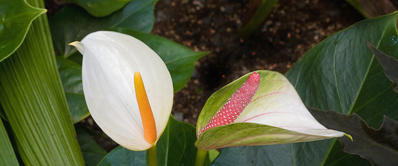 Daniel Stowe Botanical Gardens