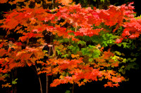 2013 Oct - Lake Norman State Park Fall Color