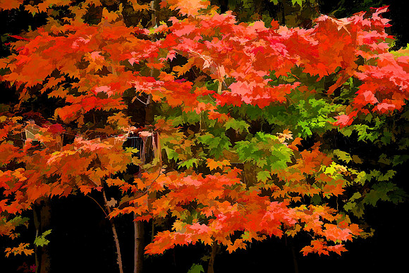 Lake Norman State Park - Fall Color