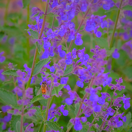Spring flowers at the Pines, Davidson, NC