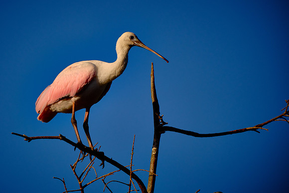 Roseate Spoonbill