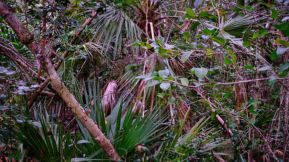 Mahogany Hammock, Everglades National Park