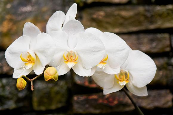 Daniel Stowe Botanical Gardens