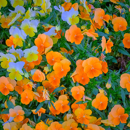 Spring flowers at the Pines, Davidson, NC