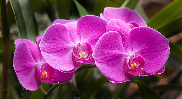 Daniel Stowe Botanical Gardens