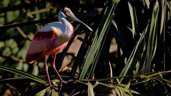 Roseate Spoonbill, Alligator Farm Zoological Park, St. Augustine, Florida