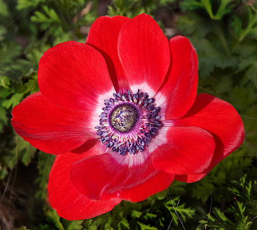 Daniel Stowe Botanical Gardens