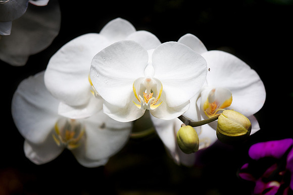Daniel Stowe Botanical Gardens
