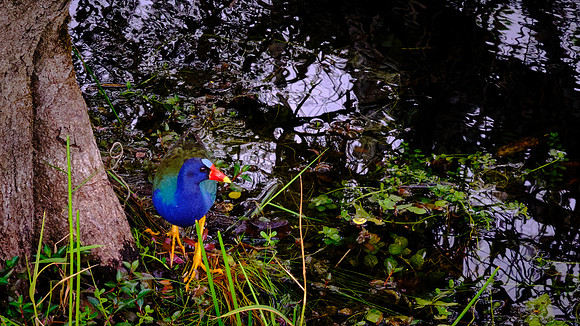 Purple Gallinule, Everglades National Park