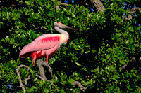 2025 Mar - Alligator Farm Birds, FL