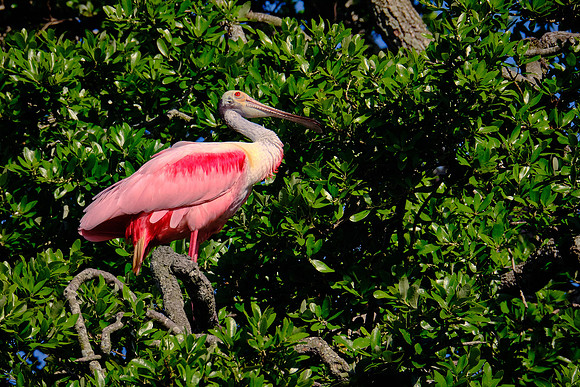 Roseate Spoonbill