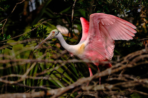 Roseate Spoonbill