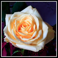 2008 February - Flowers