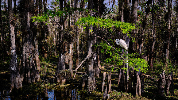 Great Egret, on the Loop Road in Big Cypress Swamp, Big Cypress National Preserve