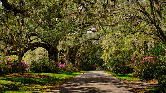 Magnolia Plantation, Charleston, SC
