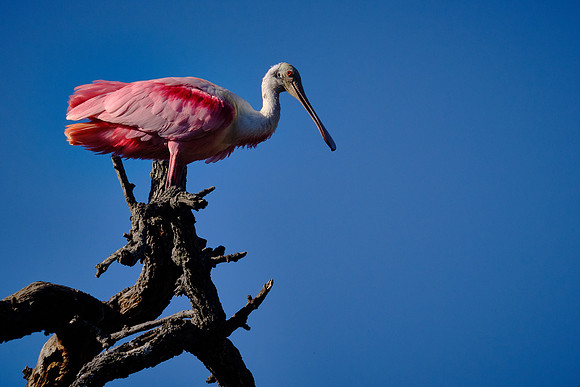 Roseate Spoonbill