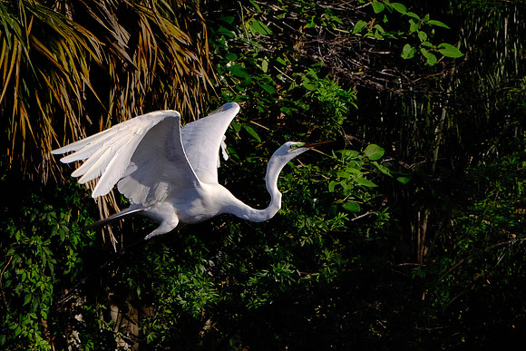 Great Egret